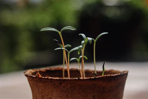 家裡種櫻花|櫻花種幾年開花？完整栽種指南，輕鬆擁有夢幻花海！ 